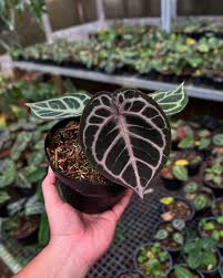 Anthurium Red Tiger — Garden Room