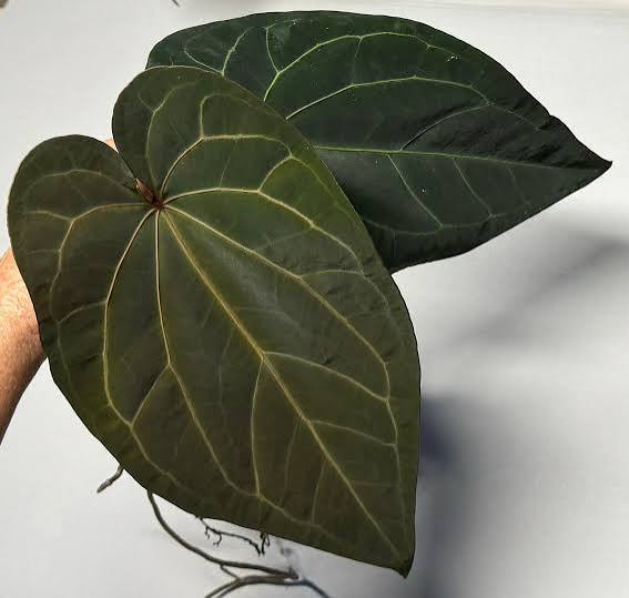 Anthurium Ace of Spades
